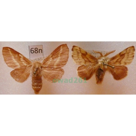 Malacosoma castrensis (Linnaeus, 1758) pair Barczatka wilczomleczówka Hungaria68n